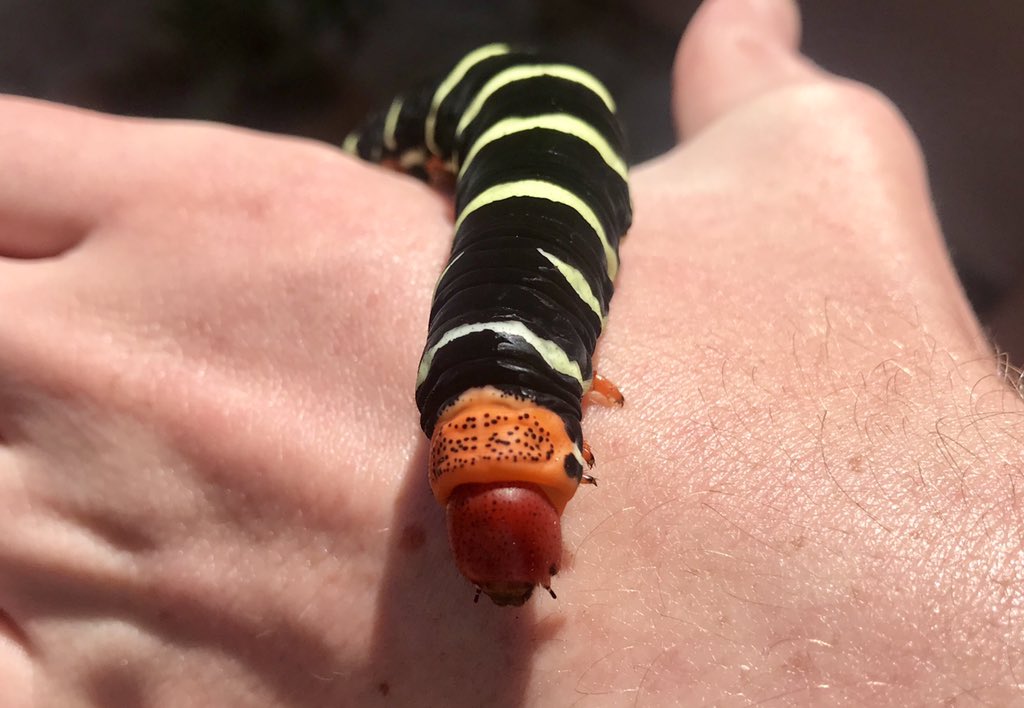 frdvil's tweet photo. #Pseudosphinx tetrio aka Plumeria caterpillar best known in Martinique as Rasta caterpillar. 
A voracious #caterpillar about 15cm ...  🐛 thankfully not urticating https://t.co/ML41P7HUcK