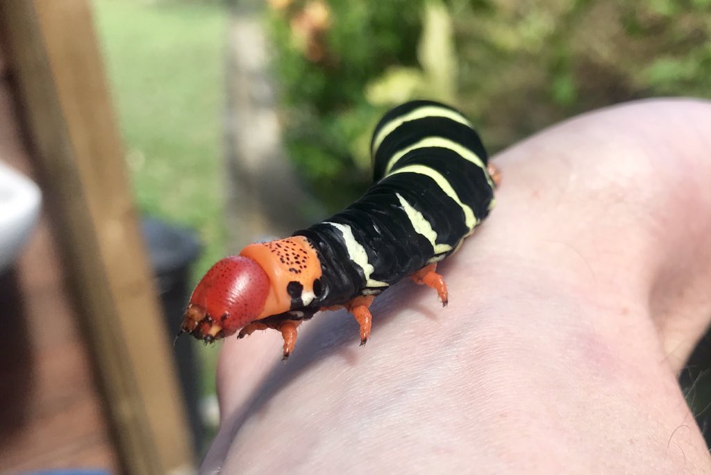 frdvil's tweet photo. #Pseudosphinx tetrio aka Plumeria caterpillar best known in Martinique as Rasta caterpillar. 
A voracious #caterpillar about 15cm ...  🐛 thankfully not urticating https://t.co/ML41P7HUcK