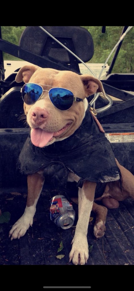 KadeTill's tweet photo. R.I.P. to my partner in crime. My only buddy that was down to do any stupid idea that came to my mind. Never asked a single question. Have fun catching hogs in heaven little buddy 🙏🏻🐗 https://t.co/lYx3Zmb67x