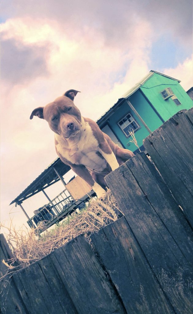 KadeTill's tweet photo. R.I.P. to my partner in crime. My only buddy that was down to do any stupid idea that came to my mind. Never asked a single question. Have fun catching hogs in heaven little buddy 🙏🏻🐗 https://t.co/lYx3Zmb67x