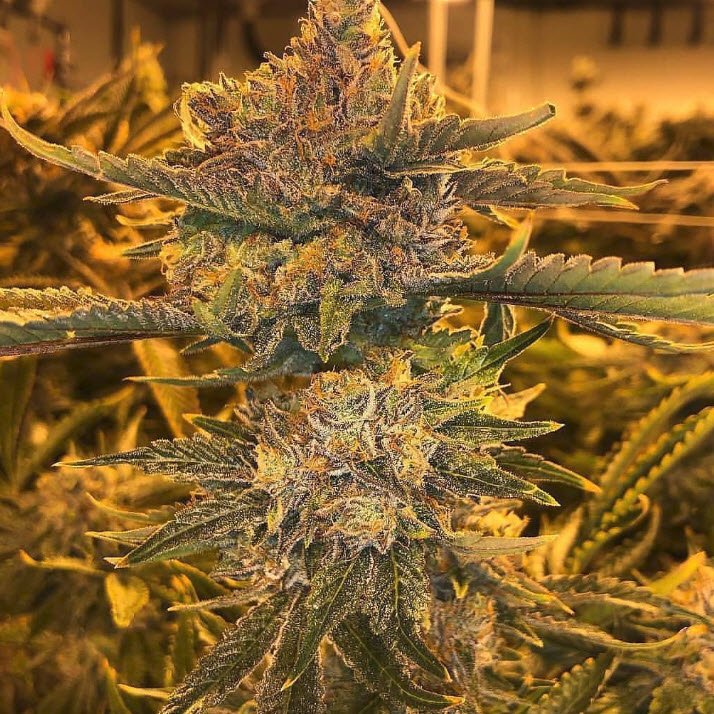 NeptuneSeedBank's tweet photo. Apple Diamonds (GG4 x Sour Apple IBL)
Bred by @alien.genetics
Cultivated by @norcal_icmag & @bcccollective
#aliengenetics, #applediamonds, #neptuneseedbank https://t.co/euyo4hd6aV