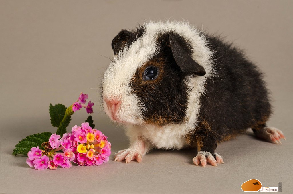 CobaisRentonar's tweet photo. Évora de cobais del Rentonar. Us Teddy Hembra, una niña muy saltarina con poco mas de un mes de edad. 
#cobaisdelrentonar #cobaya #guineapig #guineapiggy #guineapiggies  #cavia #cavies #caviashow #caviario #cobi #cobis #marsvin #porquinhodaindia #usteddy #caviaspain https://t.co/CBMMSRhBlR