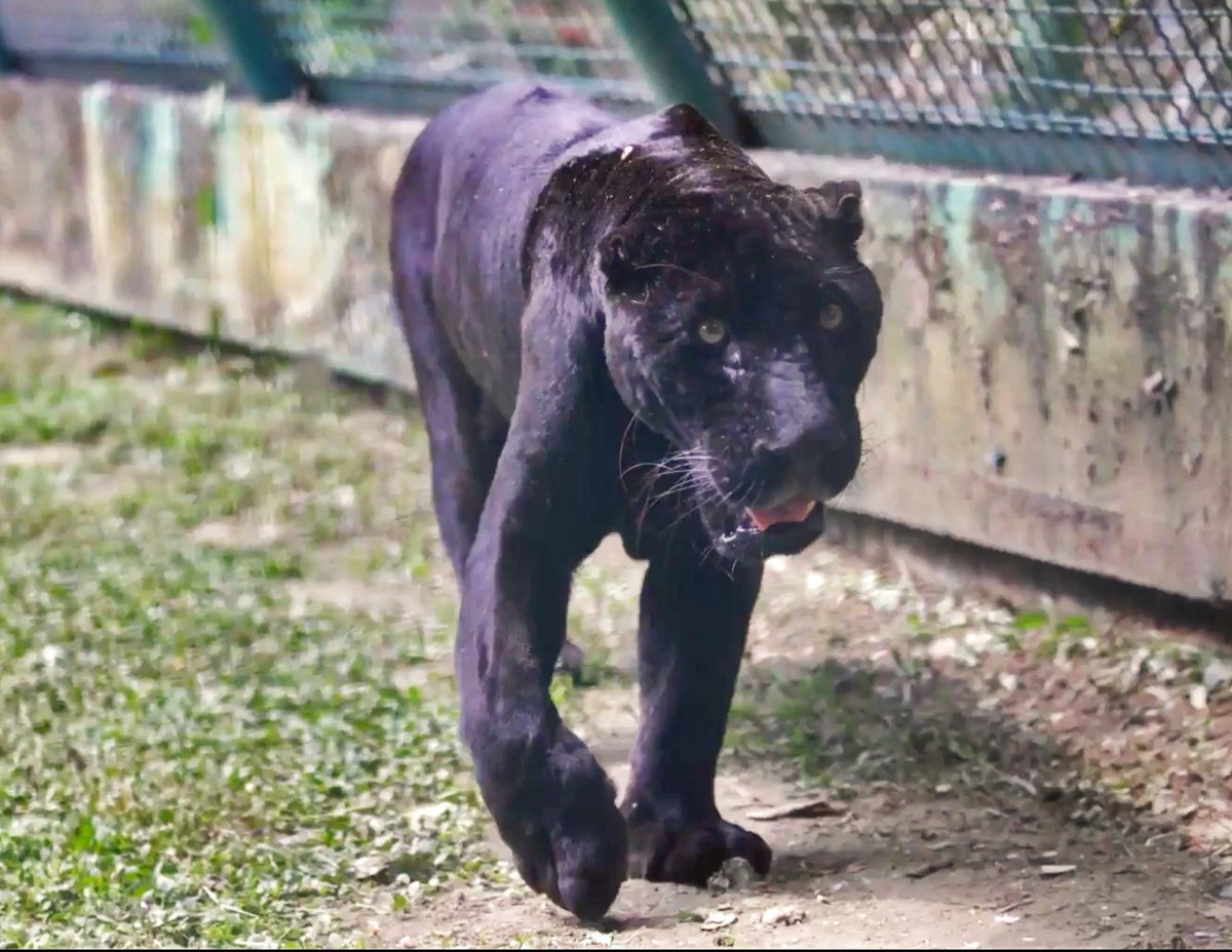 precolombien's tweet photo. Le #jaguar mélanique, hôte du Parc-musée de #LaVenta à #Villahermosa (#Tabasco), vient de nous quitter. 
Baptisé « El Negro » en raison de son pelage noir, il avait presque 24 ans. @DifuTab https://t.co/TolFSU9jVc