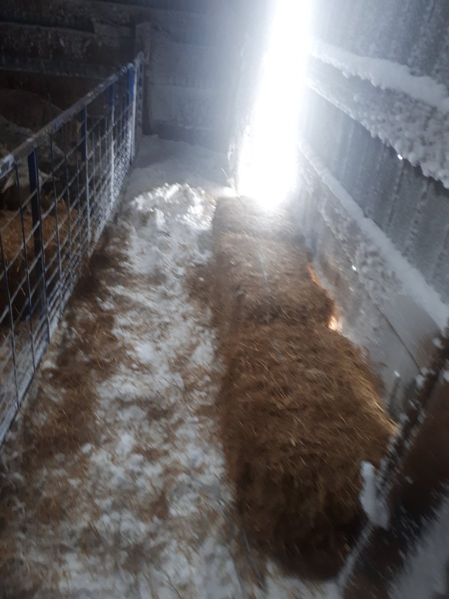 thefalse_earguy's tweet photo. Its definitely not the newest fanciest barn around, there is snow where there shouldn't be snow, but at the end of the day the girls are inside away from the elements, warm and dry, that's the biggest concern, #ontag #stormstayed #fromthebarn https://t.co/tsFM3k9nqS