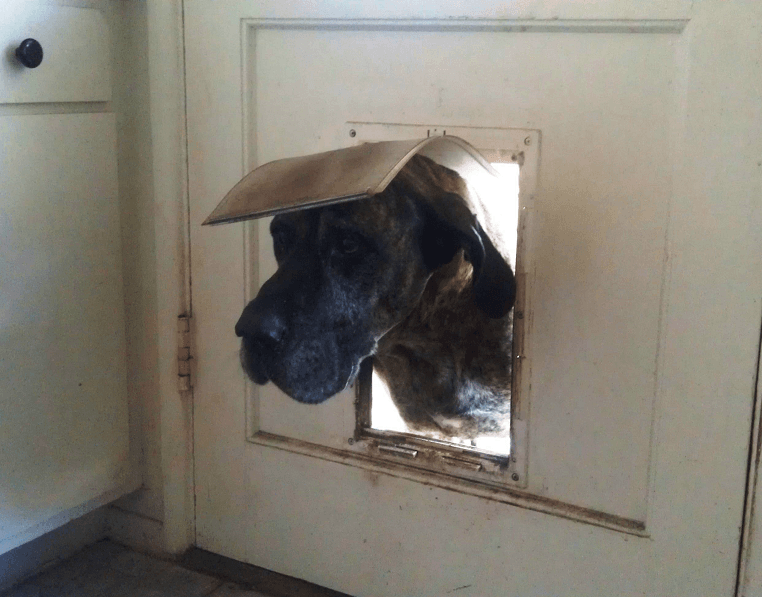 WeLoveDogsUSA's tweet photo. "But why can't I come in this way?" 

#GreatDane #BigDogs #BiggestDogs #MailSlotDogDoor #BigDogSmallDoor
#FunnyDogs #BigDogSmallSpaces https://t.co/jHvvwDAOZA
