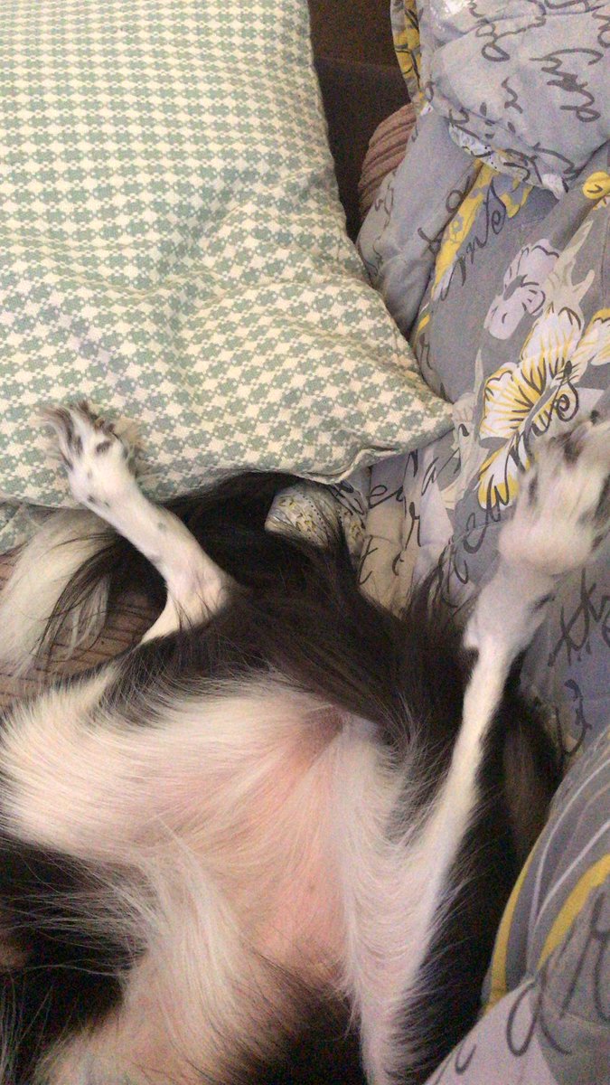 SPhillips9210's tweet photo. #PhotoChallengeFeb19 Day 25, feet. When we are having the ultimate snoozles, we just canโt control our feets. Legs akimbo seems most comfortable. One things for sure, we always have curled toes. #feet #pawsies #snoozles #comfort #relaxed #DogsofTwittter #SleepingDogs https://t.co/GL7twq8fCP