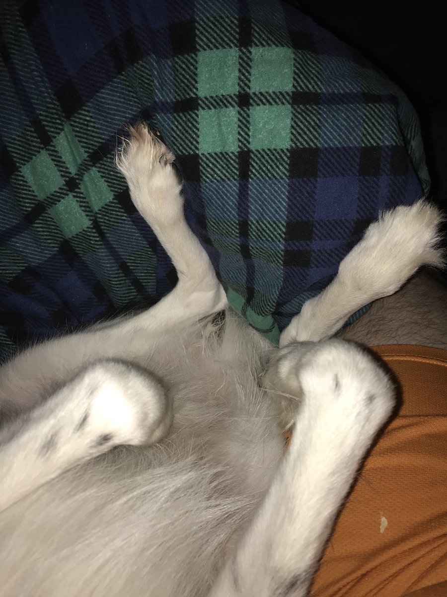 SPhillips9210's tweet photo. #PhotoChallengeFeb19 Day 25, feet. When we are having the ultimate snoozles, we just canโt control our feets. Legs akimbo seems most comfortable. One things for sure, we always have curled toes. #feet #pawsies #snoozles #comfort #relaxed #DogsofTwittter #SleepingDogs https://t.co/GL7twq8fCP