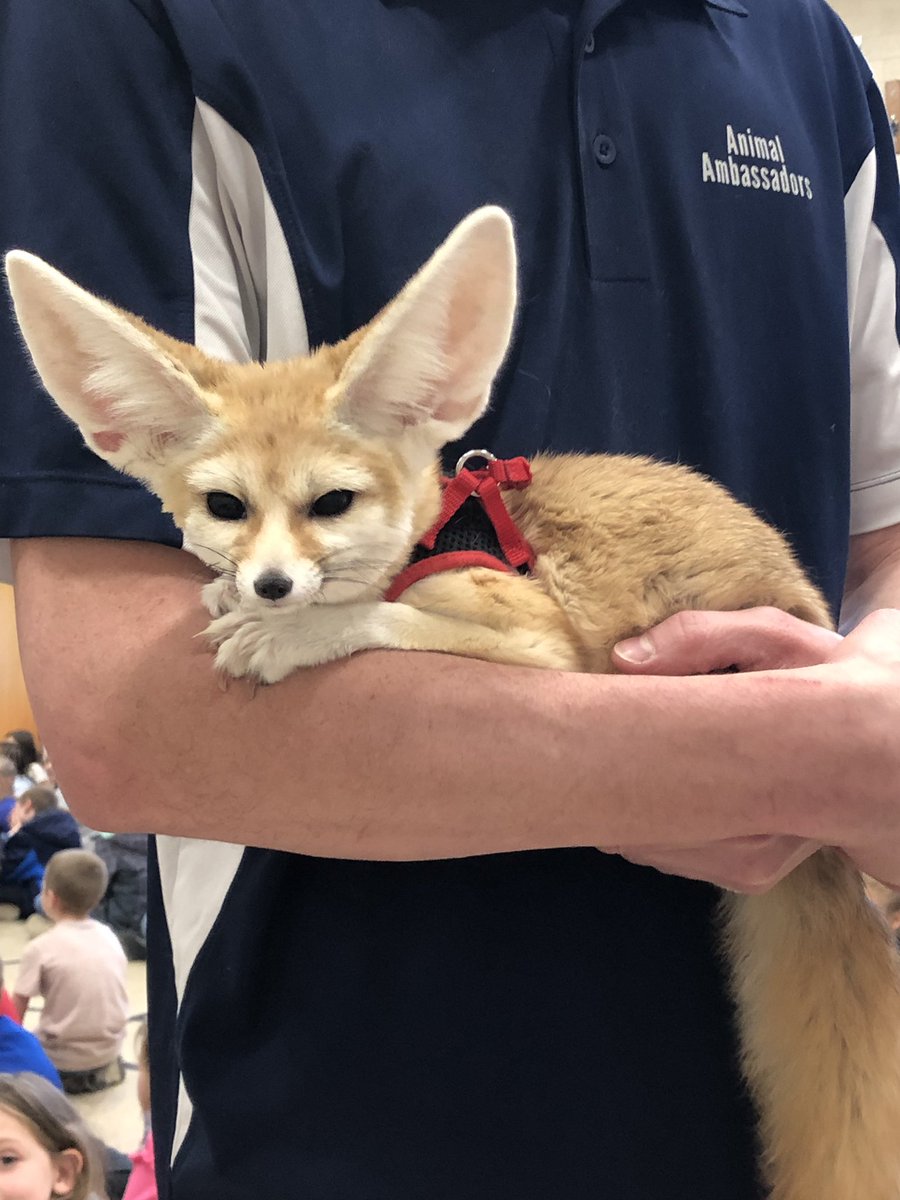 Tyrobears tweet media