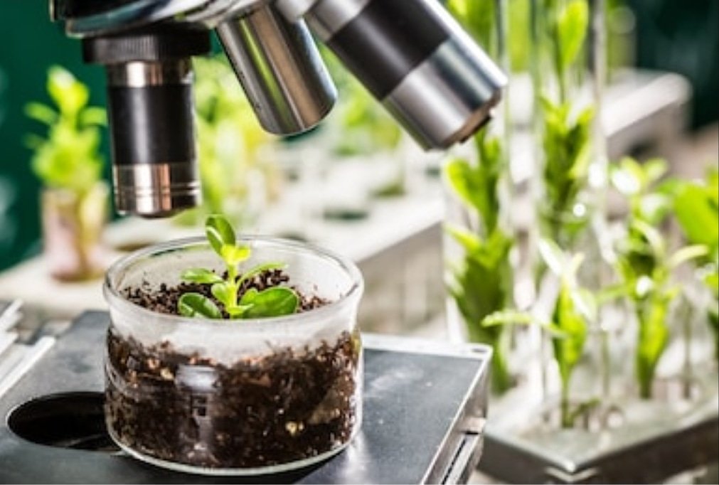 AgroAfaceri's tweet photo. #Rasaduri #produse in #vitro in #Romania.
#Laborator de #cercetare si dezvoltare #agricolă .

Aici se produc #rasaduri : #Afin, #mur, #pomi #fructiferi , #Zmeur, #nuc, #alun, #goji, #paulownia, #aronia, #flori #portaltoi Tel: 0761818480 sau mail agroafaceri.romania@gmail.com https://t.co/rUcVNMclhF