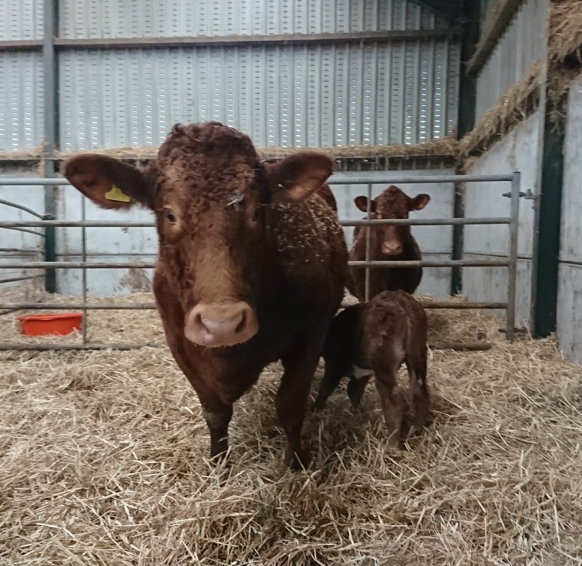 Here's a South Devon cow with her #calfatfoot in a well bedded pen. Both mum and calf doing very well. #teambeef #farm365 #ProudToFarm #colostrumisgold #cows