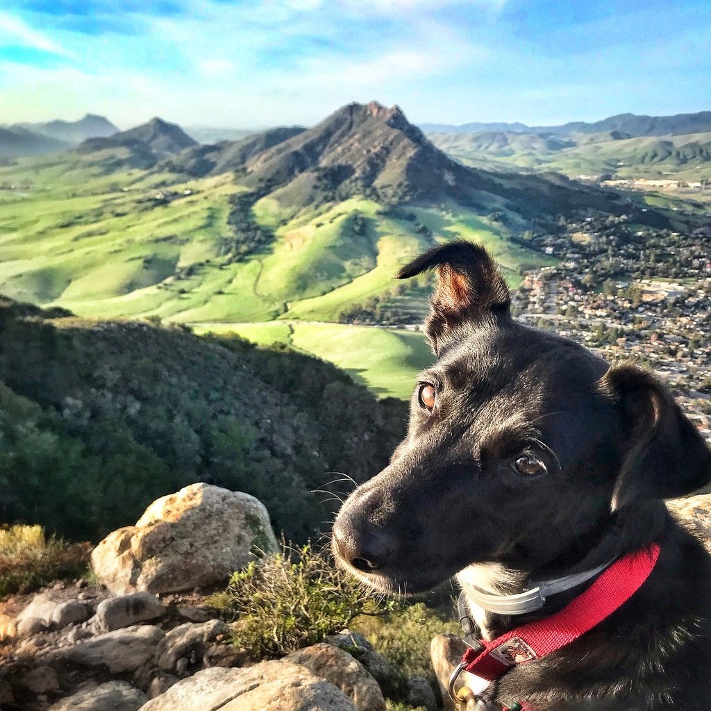 This #MoveitMonday is dedicated to the dogs! Pet-friendly trails, like those on Cerro San Luis, abound in #SLOCAL

Photo by <a href="/wildflowerfolie/">Wildflowerfolie</a>