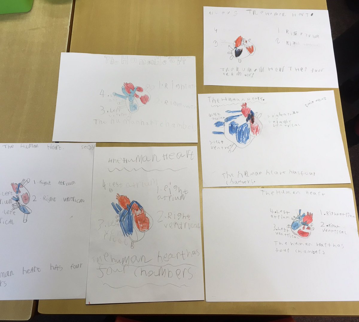 MissShevlinTPS's tweet photo. So proud of P3b's first attempt at guided drawing...their human heart diagrams are fantastic! 🌟🌟🌟🌟 https://t.co/k8r262YjhF