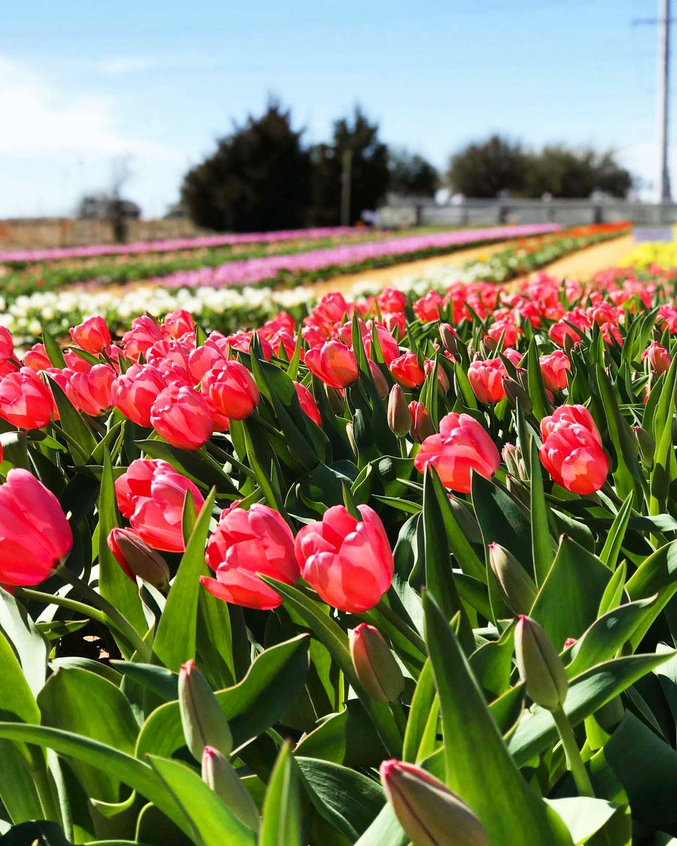 Texas_Tulips's tweet photo. It is official! Texas-Tulips is reopening its doors tomorrow! 💚 We are OPEN seven days a week from 10am till 8pm 🌷 See you on the tulip field! 👋 https://t.co/p5Tc5GNHU9