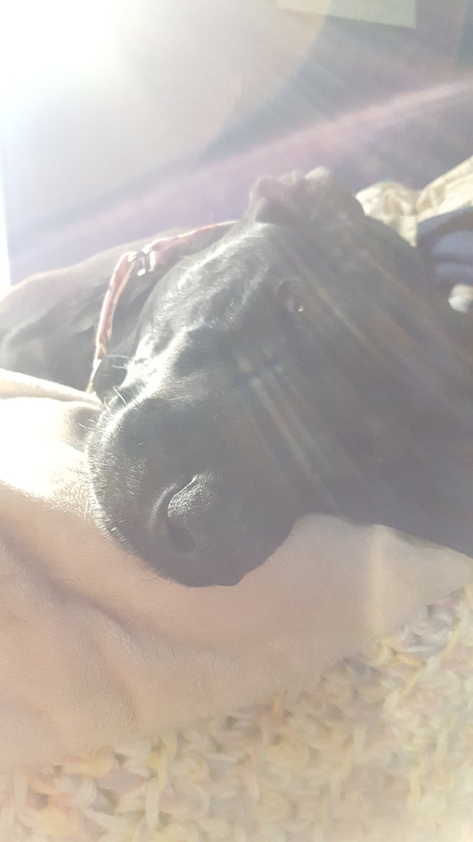 ChezMable's tweet photo. #Sunbath #roughnight #60mphwind #awningtriedtokillus #ChezMable #NoOffenseMargaret #RescueDogsRock #RescueKittiesRockToo #AdoptDontShop #HeartMelterFromAShelter #Labrador #Labs #GermanShepherd #GSD #DogsOfPittsburgh #PittsburghPup #PittsburghDogs #PittsburghStrong https://t.co/nY9Aw0aMzz