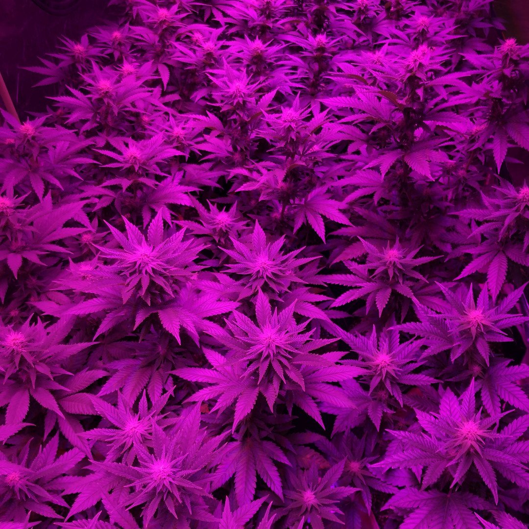 GreenAcresOKC's tweet photo. These ladies are #OklahomaCity born and raised! Where were your buds born? Let us know!

#oklahomacannabis #cannabiscommunity #mmjpatient #mmjokc #okcannabis #medicalmarijuana #oklahomadispensary #craftcannabis #marijuanagrowers #oklahomacannabiscommunity #oklahomacannafarmers https://t.co/OoZKVyUnVK