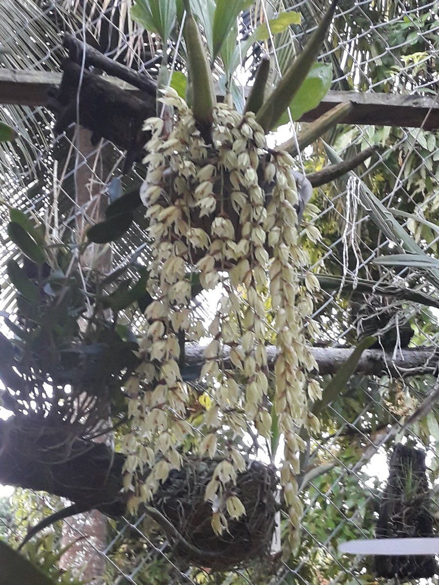 vellitatardiel's tweet photo. Hey twitter, long time no see, here's two of my orchids blooming presently.@PetrovichBilly https://t.co/TaD3c7fDqQ