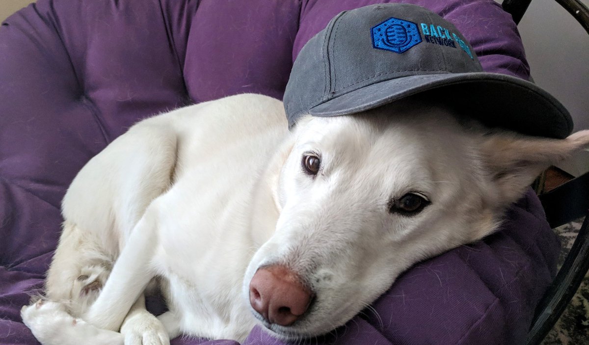 TheRealSimso's tweet photo. @CritFumbleCasey @BackPatioNet @mrssimso She pretty much just naps! #petsofpodcasting #Husky https://t.co/vIByWnR3n9