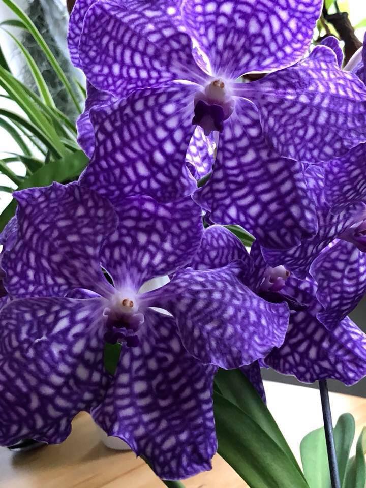 Been awhile but we're back and we starting it off with this #beautiful #vanda orchid shared in our group. #flowers #orchid