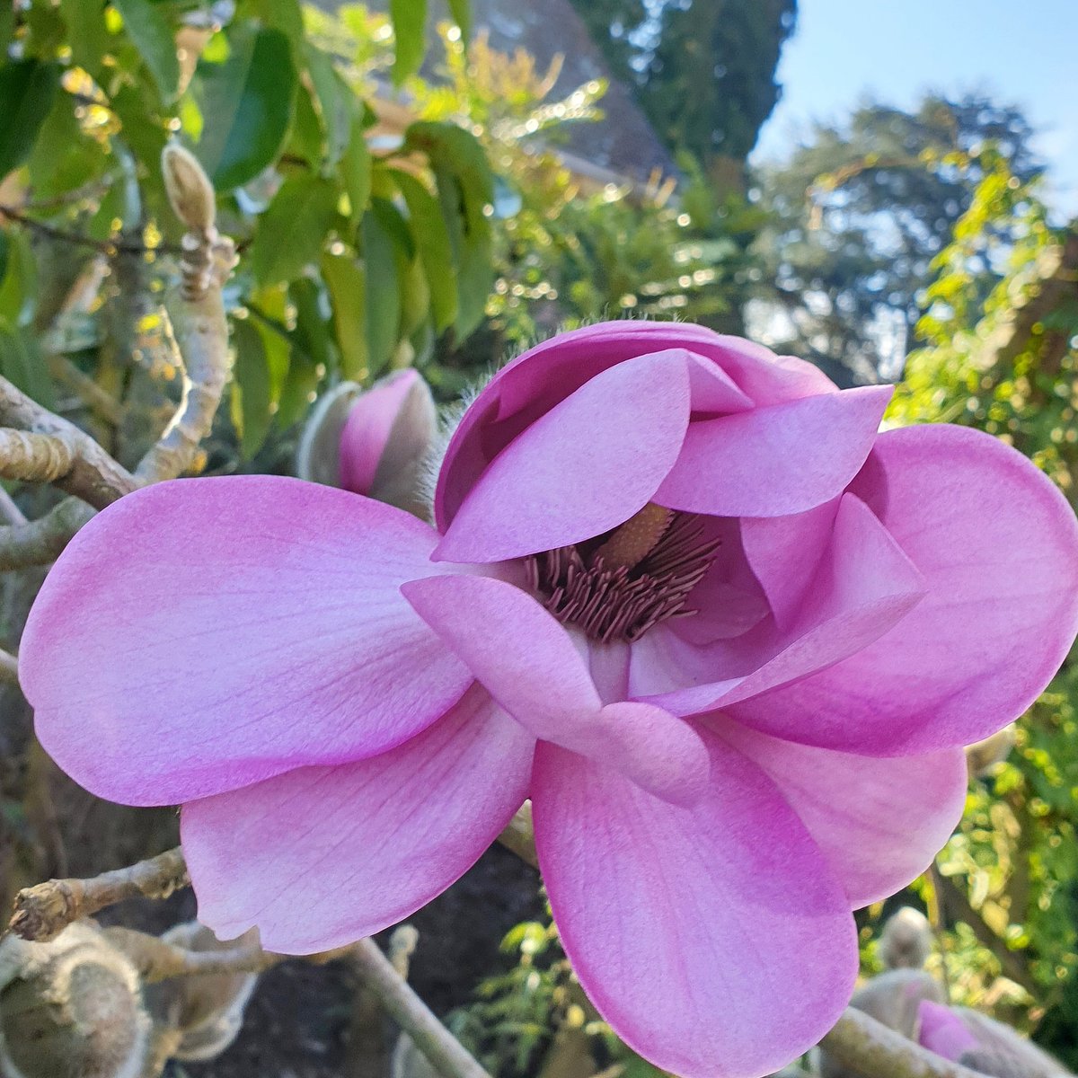 How beautiful has today been! I visited the awesome @BrisBotanicGdn and bumped into this beautiful magnolia 😍. #garden #gardening #gardenshour #