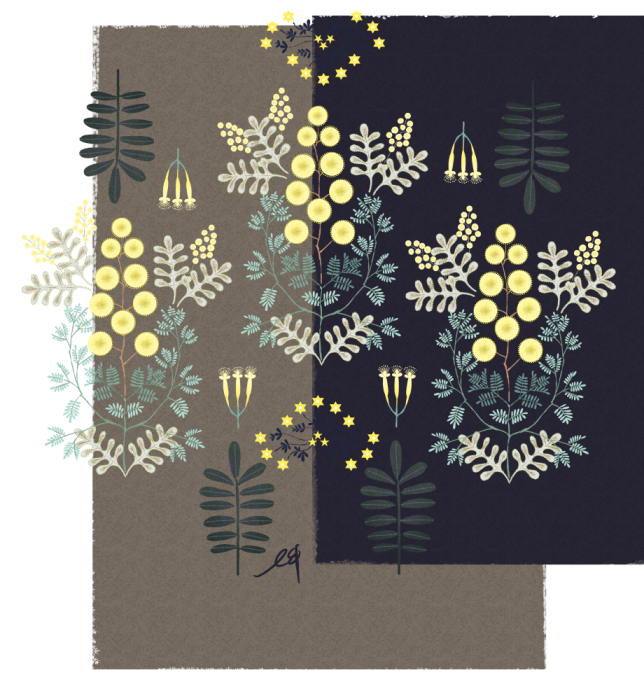 Mimosa 