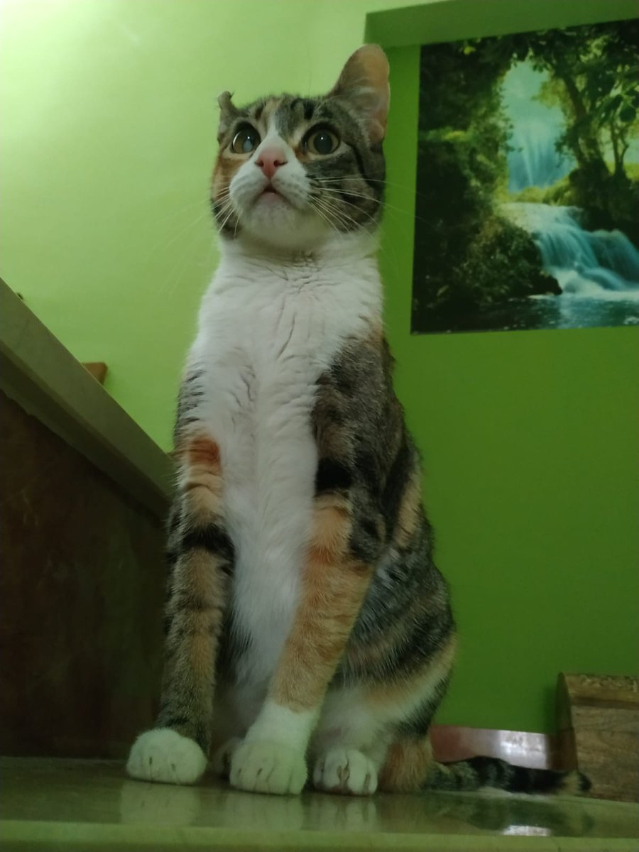 Flan_notorio's tweet photo. @2GamersES #2GAMERSsortea pues a ver si me toca ese grandioso y bonito pc, a mis gatos les gusta https://t.co/byWUfptCdD