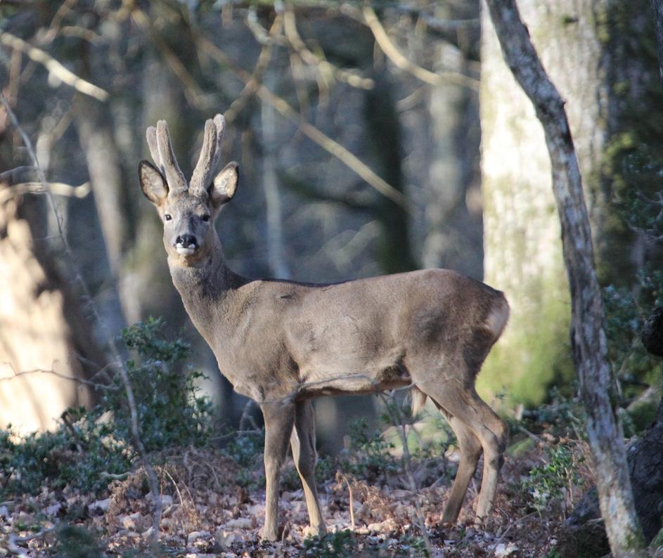 Roebuck in velvet <a href="/NewForestNPA/">New Forest NPA</a> <a href="/Tracking_Signs/">Forest Tracker 🇺🇦</a> <a href="/JoLangb/">Jochen Langbein2</a> @wildlife_uk <a href="/NatureUK/">NatureUK</a> @BBCCountryfile <a href="/BBCSpringwatch/">BBC Springwatch</a> <a href="/WildlifeMag/">BBC Wildlife</a> @NewForestNP <a href="/iNatureUK/">iNatureUK</a> @TheDailyDeer