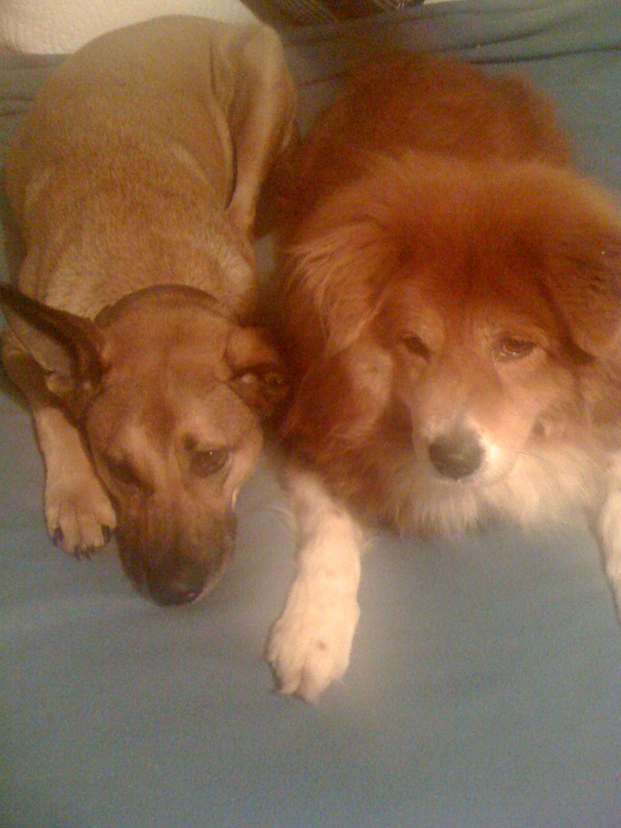 When Chloe died, he fell into a funk. He just wanted constant hugs, until we went to the shelter — where he — and no one else, picked out Lilly. Having a friend brought him back - and Lilly is the family he chose for us.