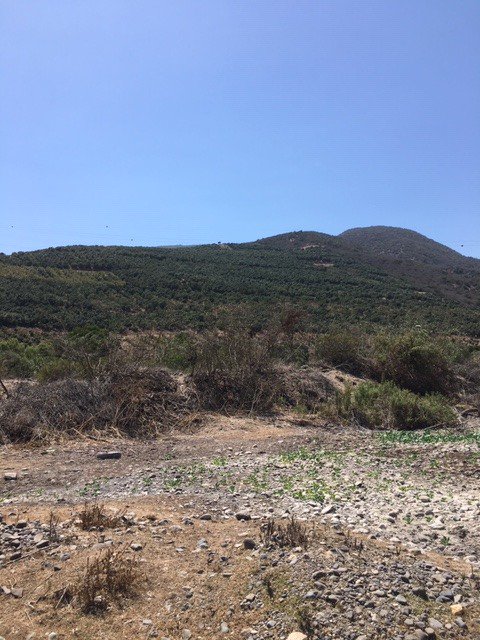 rmunda's tweet photo. cerros plantados con paltos hasta el infinito, ríos completamente saqueados, animales muertos, un gráfico y cruel testimonio de lo que sucede en la provincia de Petorca, @pablonegri @rvfradiopopular @uchileradio @modatima_cl pena ........ https://t.co/vExkUVGgj1