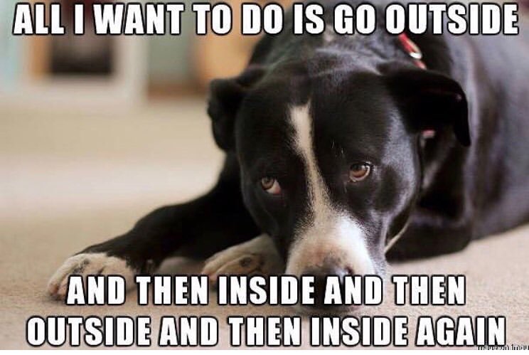 #dog #dogsofinstagram #puppy  #dogstagram #love #cute #instadog #doglover #dogoftheday #puppylove #puppiesofinstagram #puppies #pets #instagood #doggo #photooftheday #doggy #petstagram #ilovemydog #pup #adoptdontshop #cat #rescuedog #dogs_of_instagram #animals #doglovers