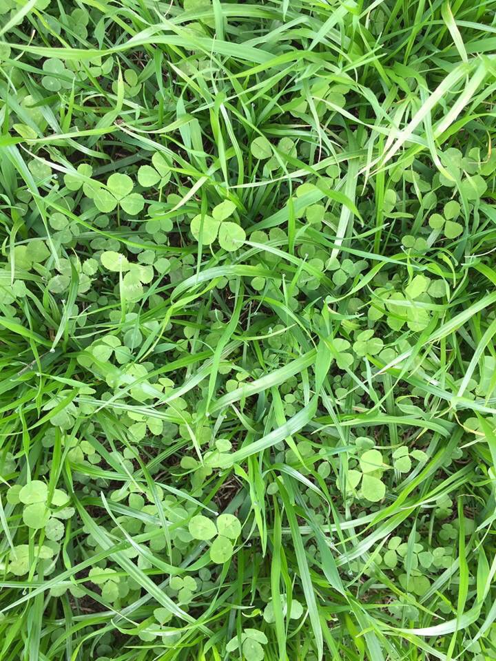 BarenbrugNZ's tweet photo. Using this mix in the photos, the farmer was able to finish 95% of his lambs, before weaning, for the first time ever. The mix is 20kg Tabu+ Italian Ryegrass, 10kg Zulu II Annual Clover, 4kg Morrow Red Clover and 4kg Weka White Clover. https://t.co/tRFiZwDech