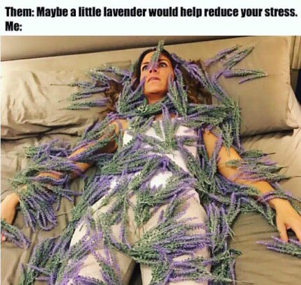 EvolvingN's tweet photo. This meme was made for us. Who else can relate? 

I know I personally keep the NFH Lavender SAP in my purse, and it’s a life saver!

.
.
.
.
.
#naturopath #health #wellness #nutrition #holistichealth #naturalmedicine #healthylifestyle #healthy #functionalmedicine #holistic https://t.co/rQQPJ6yN9H
