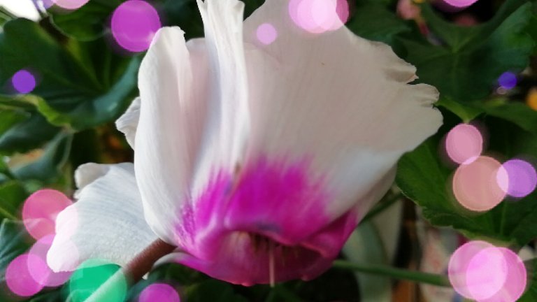 Sacchan052600's tweet image. おはようございます🤗
今日も一日頑張りましょうね（⌒_⌒）
家にあるシクラメンから(*´∇｀*)
模様がかわいい💞

#おはようございます#今日も一日よろしくです☀️
#シクラメン #シクラメンの花 #シクラメン🍀 
#シクラメン好き #シクラメン天使のはね 
#模様がかわいい❤️