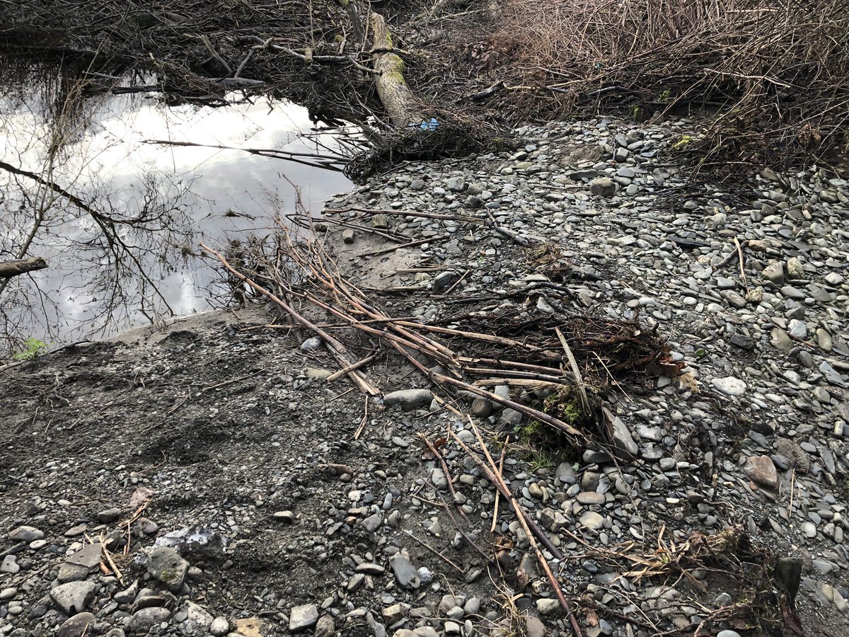 WhitcherWild's tweet image. Although Japanese Knotweed dies back over the winter it doesn’t mean it’s not visible and can’t be spread. #JKW #japaneseknotweed #knotweed #InvasiveSpecies #Ecology