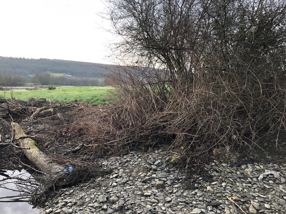 WhitcherWild's tweet image. Although Japanese Knotweed dies back over the winter it doesn’t mean it’s not visible and can’t be spread. #JKW #japaneseknotweed #knotweed #InvasiveSpecies #Ecology
