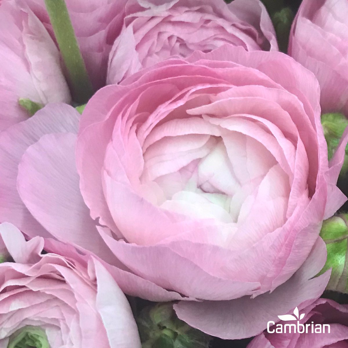 Cambrian Flower (@CambrianFlower) / Posts / X
