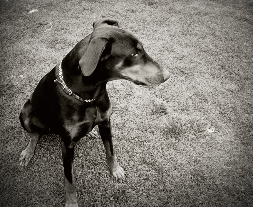 Dobermann Hündin #100Tiere #dobermann