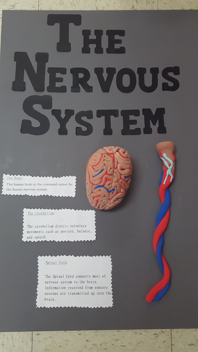 hescubcats's tweet photo. Our 5th graders did an AMAZING job on their body systems projects. @HCPSNC #STEM #cubcatpride #projectbasedlearning https://t.co/Ud8RWwxzrz