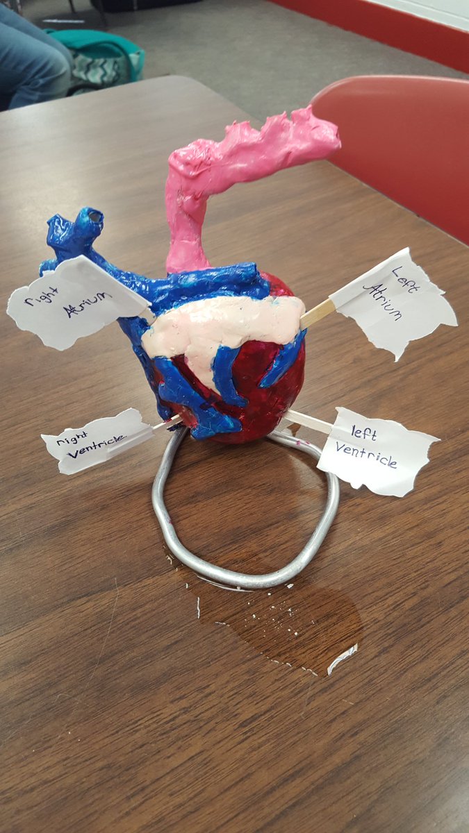 hescubcats's tweet photo. Our 5th graders did an AMAZING job on their body systems projects. @HCPSNC #STEM #cubcatpride #projectbasedlearning https://t.co/Ud8RWwxzrz