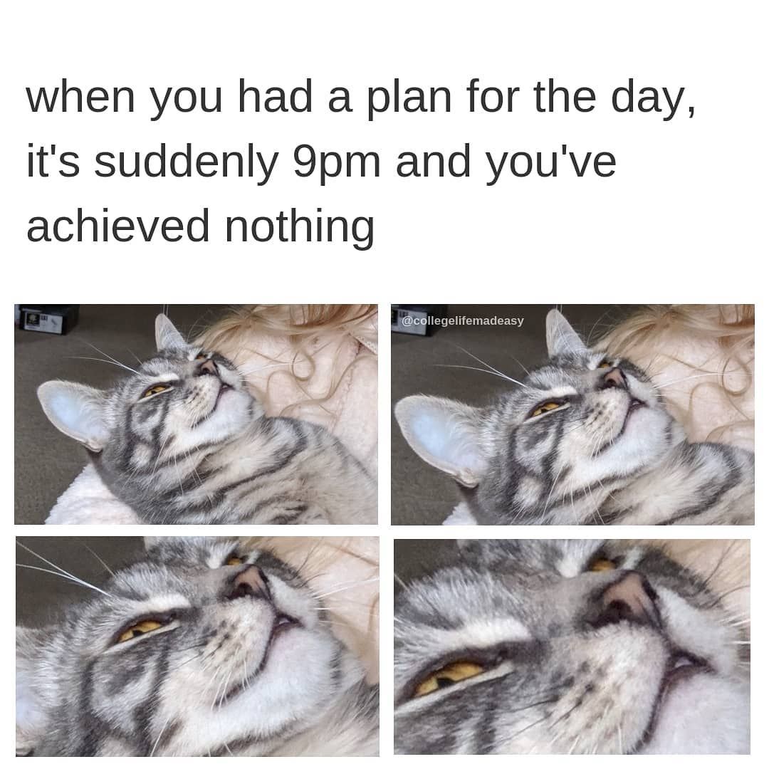 meow_means_love's tweet photo. mood right now...
.
📷 credit @collegelifemadeeasy
.
. #meowmeanslove #mondaymotivation #catmeme #kittenmeme #mondayssuck #catsofig #lazy #motivationmemes #catstagram #catsofworld #gatos #gato #neko https://t.co/dPu1NUfRKw