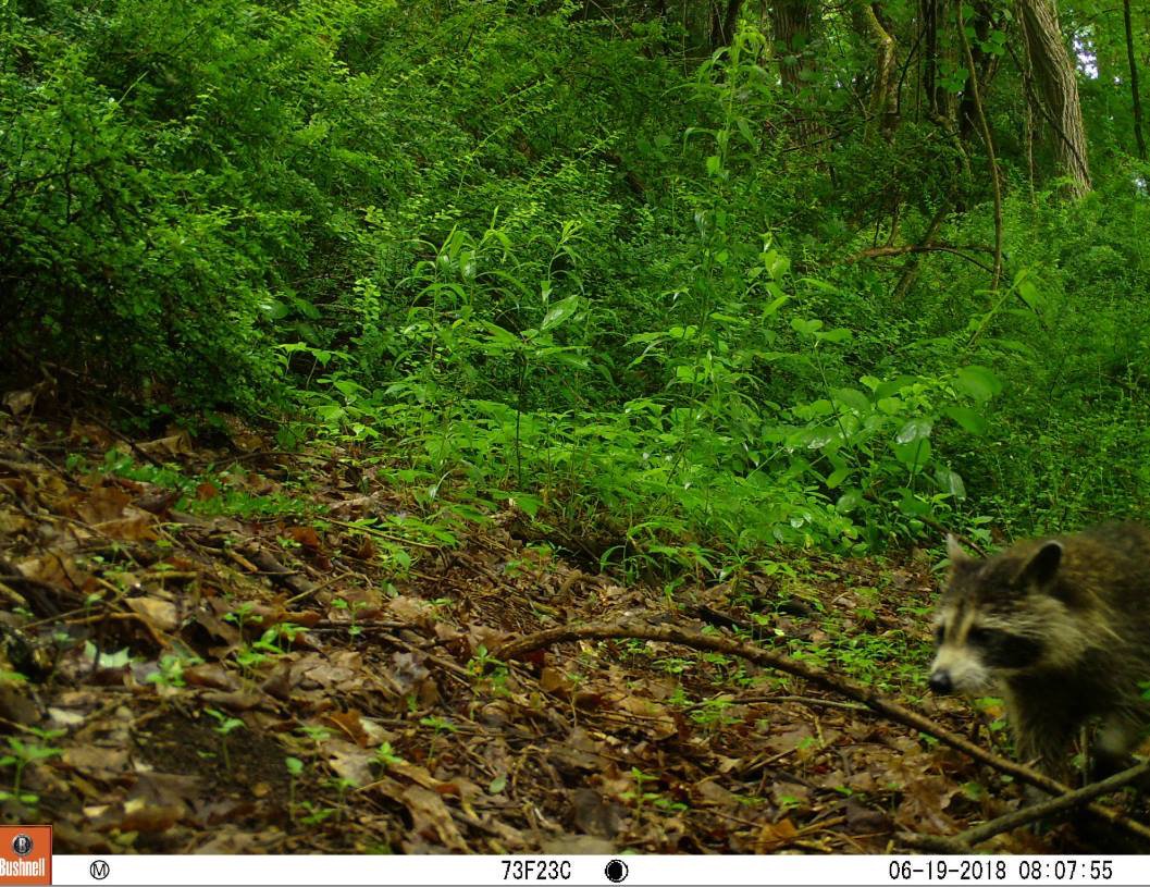 Canid_Camera's tweet photo. Did you know that raccoons can swim and will even go fishing? They do not have waterproof fur, so it becomes very saturated and heavy, making it hard for a raccoon to swim for long periods of time. https://t.co/duO34pi9Mo