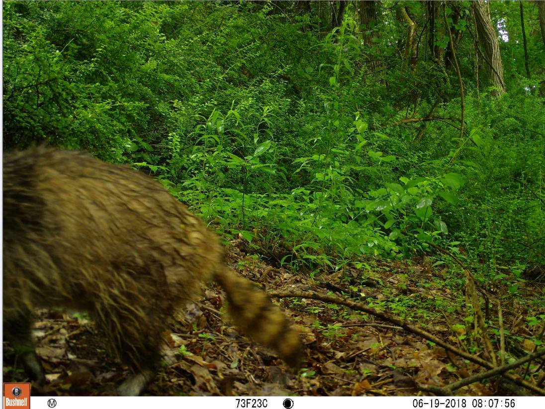 Canid_Camera's tweet photo. Did you know that raccoons can swim and will even go fishing? They do not have waterproof fur, so it becomes very saturated and heavy, making it hard for a raccoon to swim for long periods of time. https://t.co/duO34pi9Mo