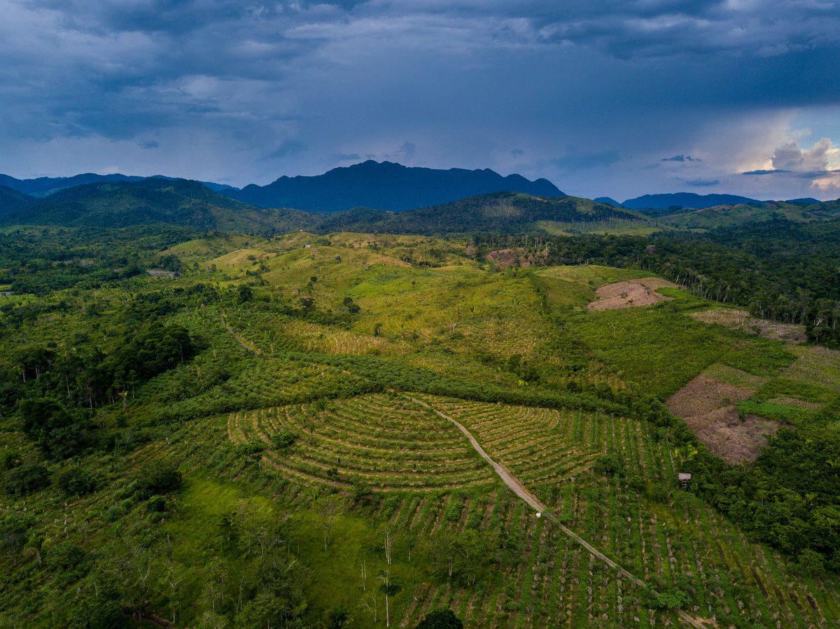 lushcosmetics's tweet photo. Responsible farming is the future of ethical beauty. We've created regenerative farms in Guatemala, Uganda, Arizona and Peru that are helping us create a positive social and environmental impact through every ingredient we grow.  🌎🌳🌿

Learn more here: https://t.co/zbBGe7TXmj https://t.co/X7H4rlxrIc
