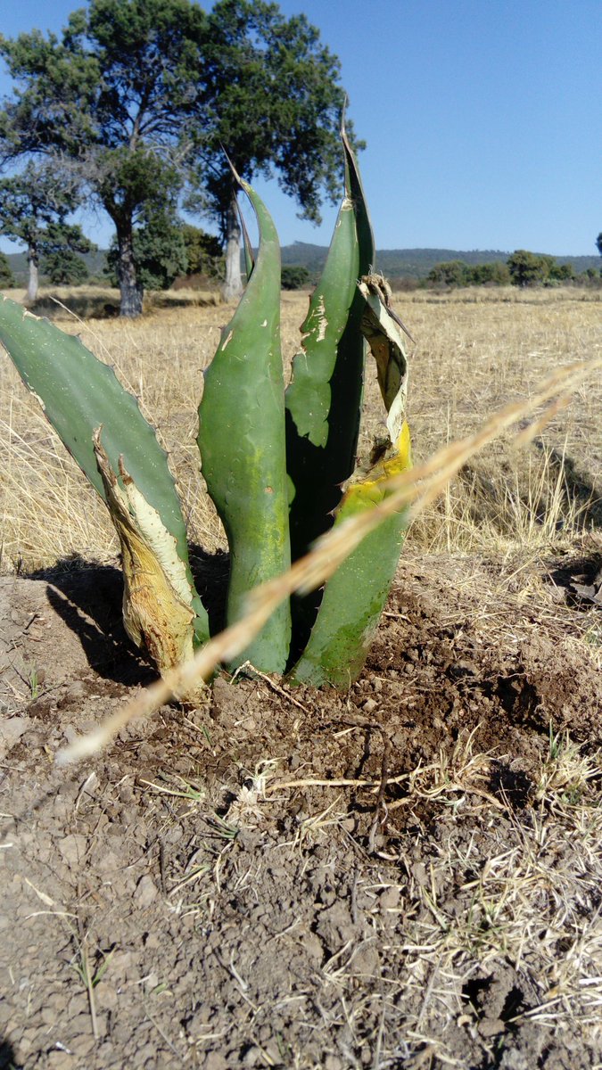 zezi_rhc's tweet photo. Asesoría técnica en la renovación de variedades con 70 plantas de Maguey Pulquero y uso de enraizador orgánico para sucesión del cultivo a través del #ExtensionismoHIDALGO como parte del Manejo Sustentable  en Bellavista,Tlanalapa. @SEDAGRO_HIDALGO
@EduardoVM19
@crpachtula https://t.co/R2bHsg2Q1H