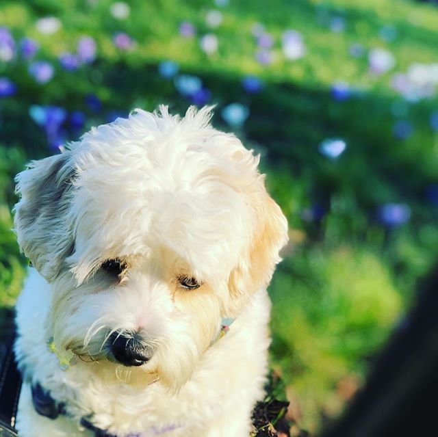 NukyDog's tweet photo. Oh gawd da feelz. #saddoggie #dogsofinstagram #puppylove #hotfebruaryday #datface. https://t.co/gHIn9O2PbD https://t.co/DYNp2vo8Bm