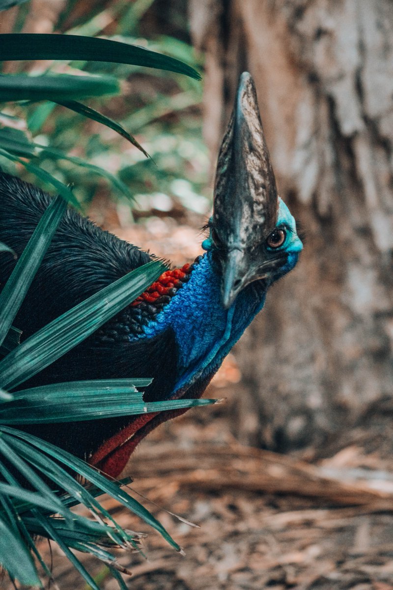 🎵“Be wary of that cassowary, my friend!” 🎵 Check out my new song for families, “Cassowary/Dromedary”, by signing up for my free email “Song of the Month” club! andrewbestmusic.com

Photo by Giles Rolland-Monnet on Unsplash