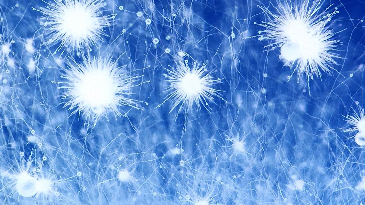 Indigoag's tweet photo. Frosted windows or inverted-color images of Sordariales #fungi? What's happening inside the #IndigoLabs is currently imitating the wintry weather outside...
#IndigoScience #MicrobiomeMonday #microbiology #science #art
📷:Tracy Debenport → Instagram: under.the.scope https://t.co/xX2GBIZuB4