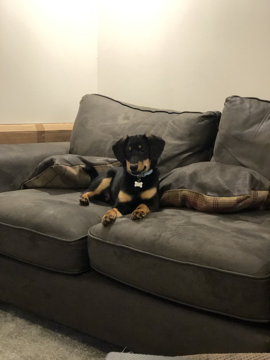 KarlDjekko's tweet photo. @Quetzi But just look at my little fur baby he is so cute ! https://t.co/ZRQ8Mn9brl