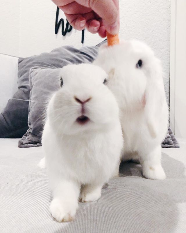 Veryfatrabbit's tweet photo. This picture is all over the place just like this move into our new apartment 😩 https://t.co/OWHj0NWpIQ https://t.co/QTfeZXLjHV