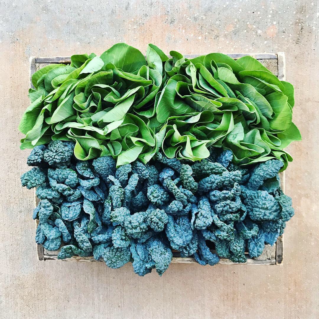 Fresh Harvest tweet media
