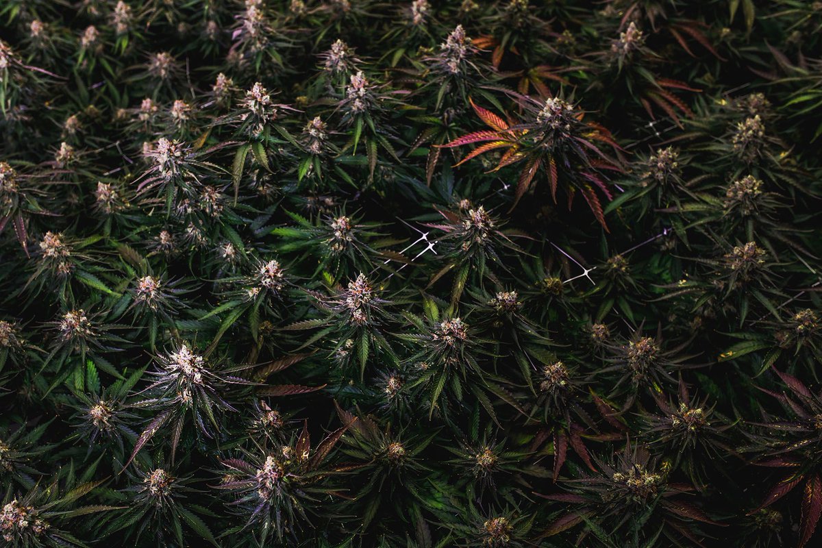 The view from above is arguably more beautiful. #ThriveCannabis #CannabisThrives #CraftCannabis #CannabisCommunity #Cannabis #CanadianCannabis